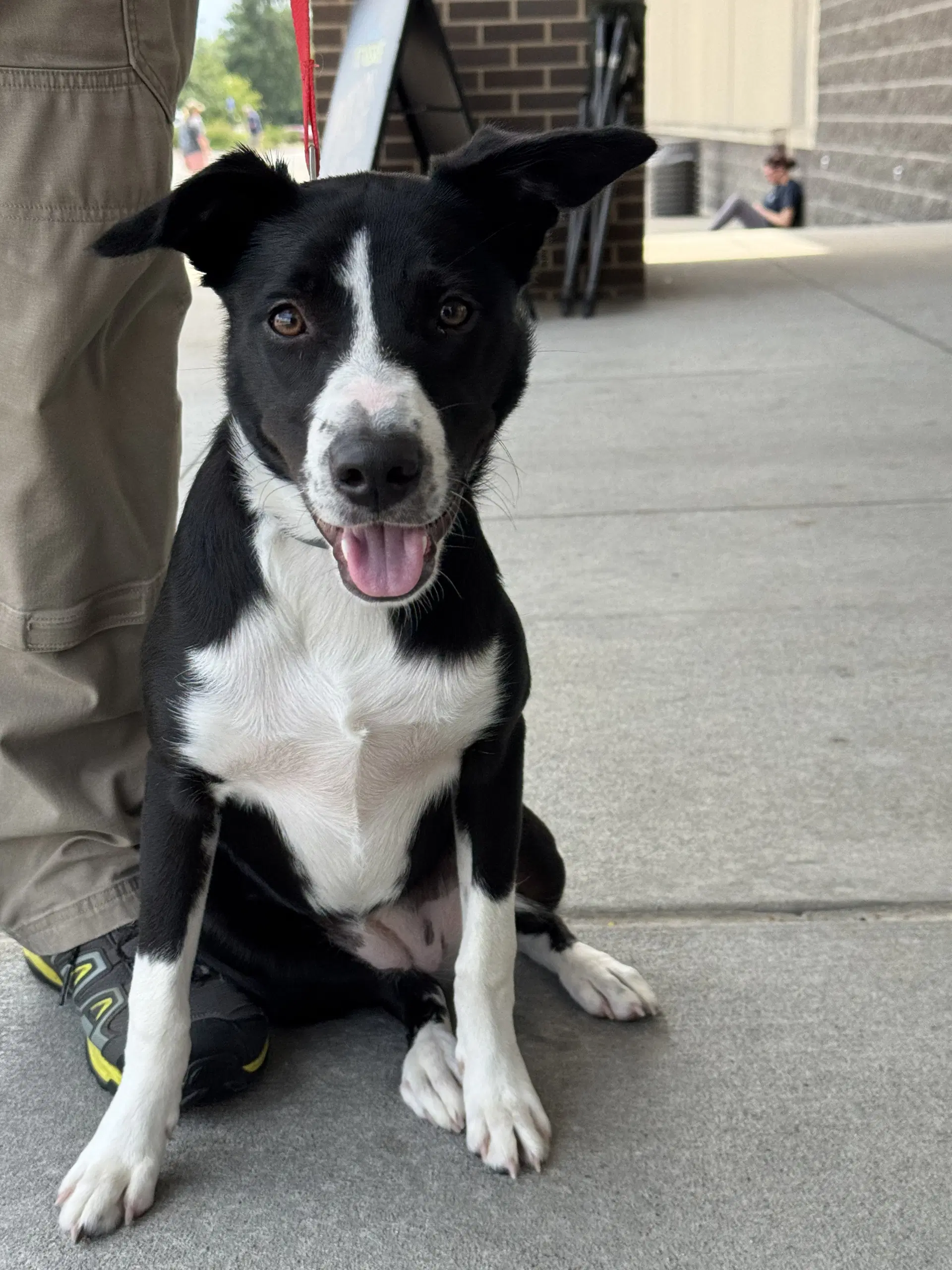Daisy - Border Collie