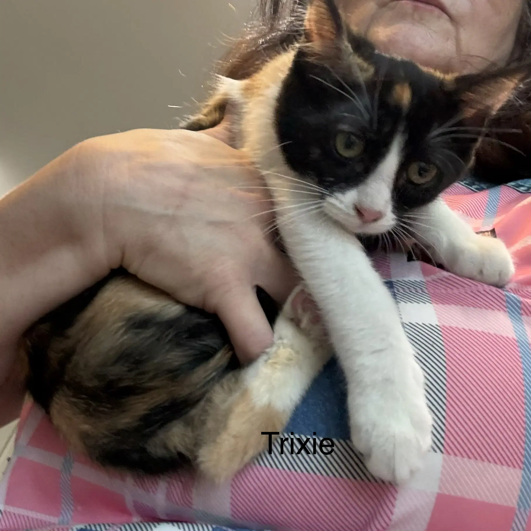 Trixie Th Aka Ceecee - Calico