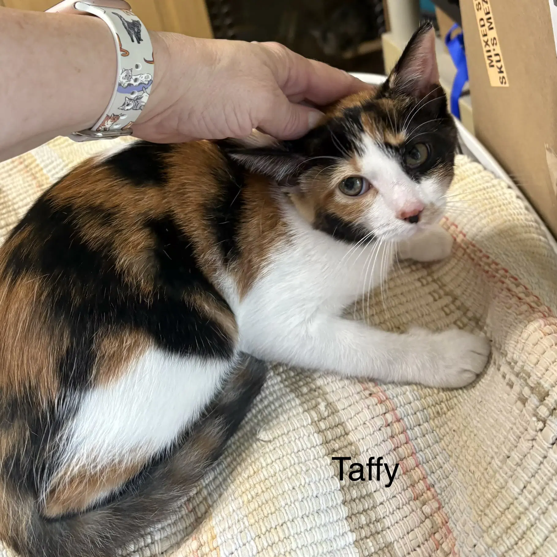 Taffy  Th Aka Catherine - Calico