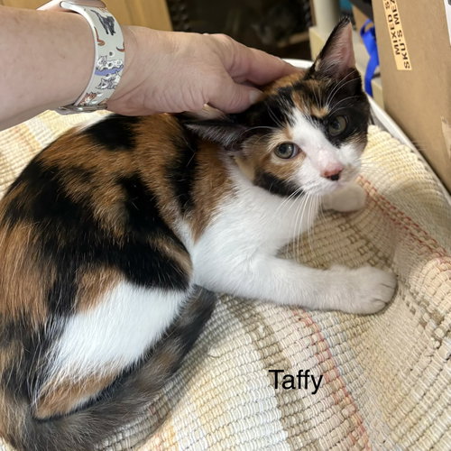 picture of the cat needing adoption