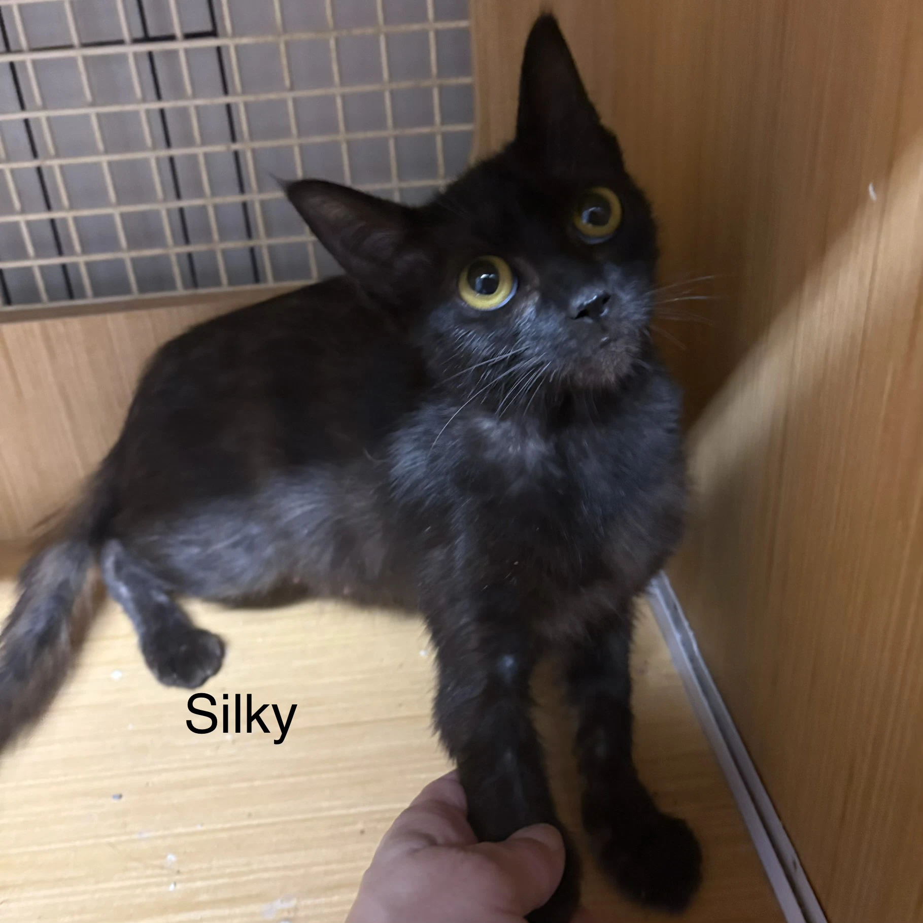 Silky