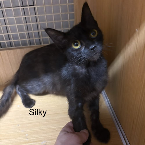 picture of the cat needing adoption
