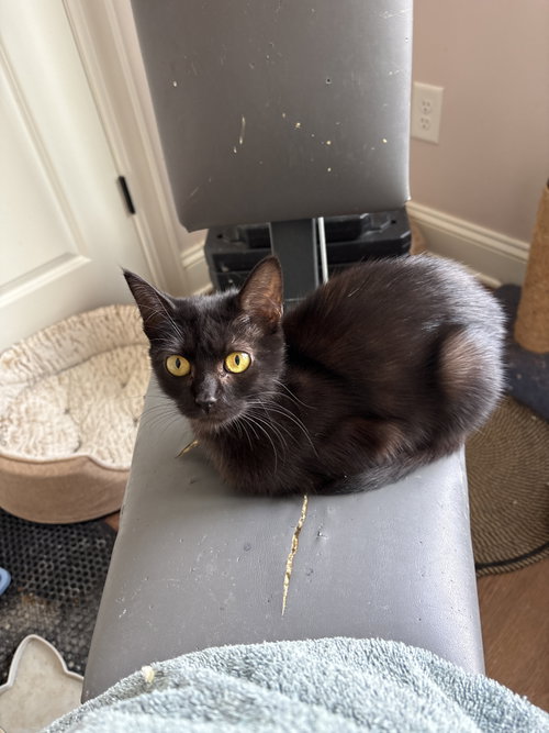 Shirley aka silky ( th), a cat for adoption from Last Chance Pet Rescue, Inc