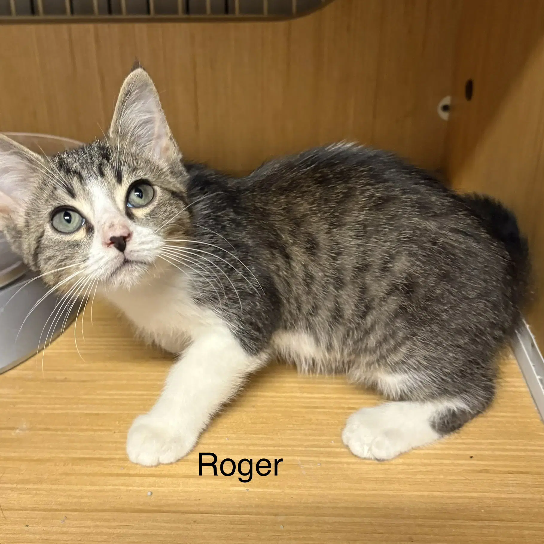 Rodger  Th - Domestic Short Hair