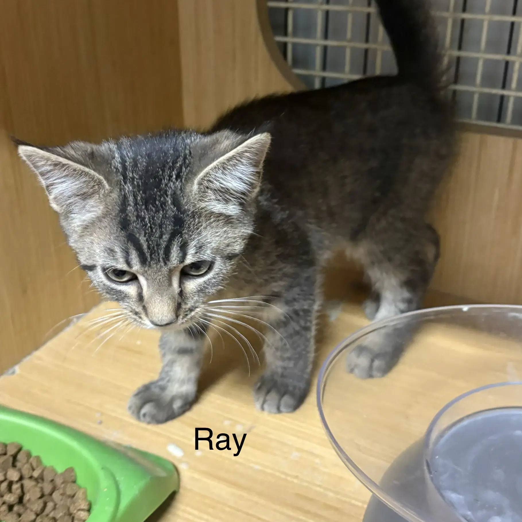 Ray  Th - Domestic Short Hair