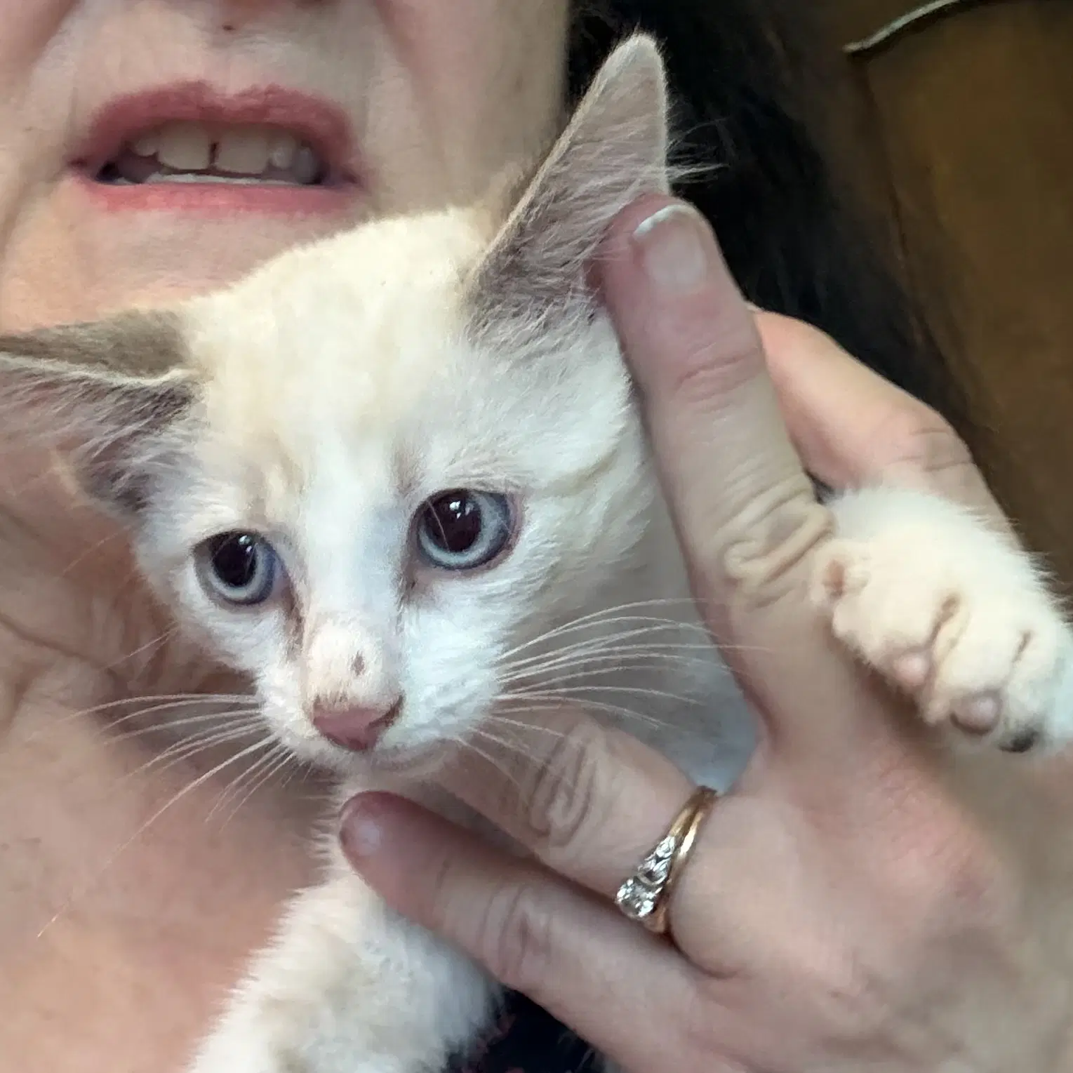 Tinkerbell  Th - Domestic Short Hair