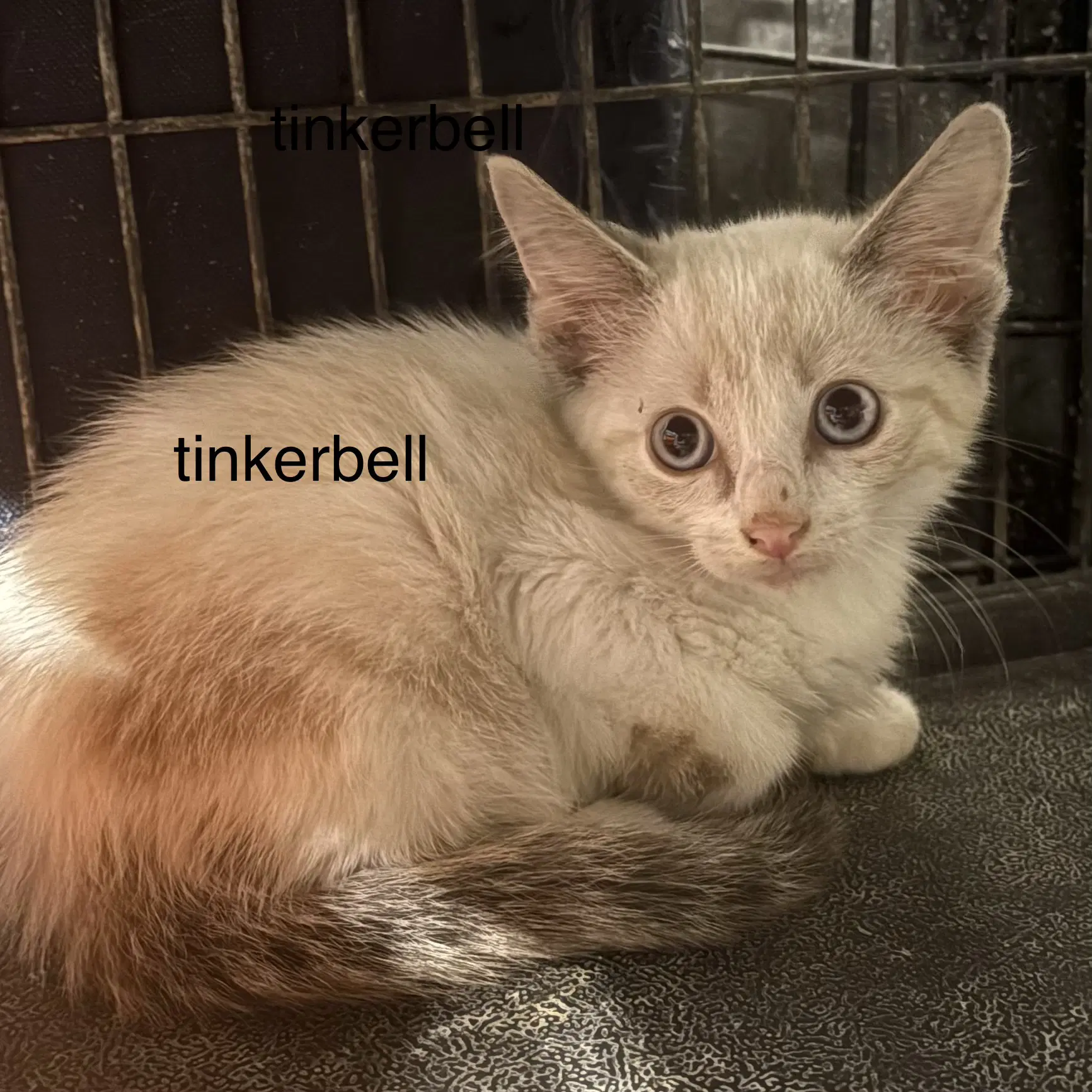 Tinkerbell  Th image 2