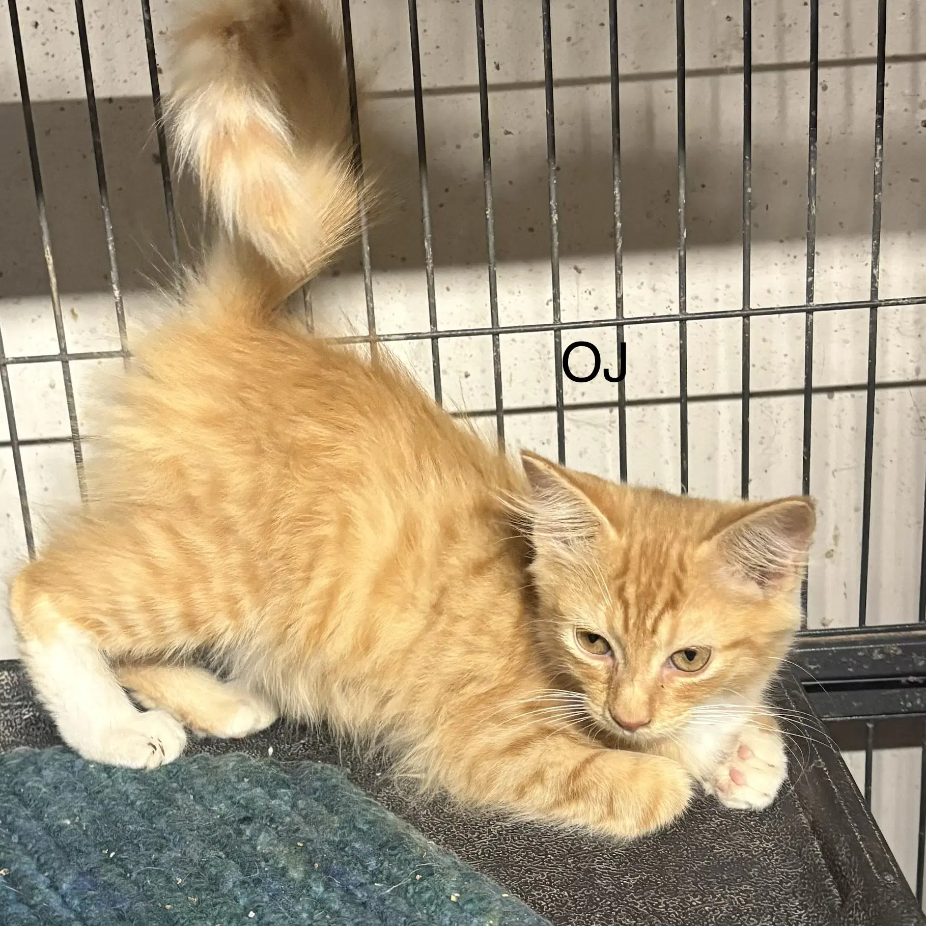 Oj  Th - Domestic Short Hair