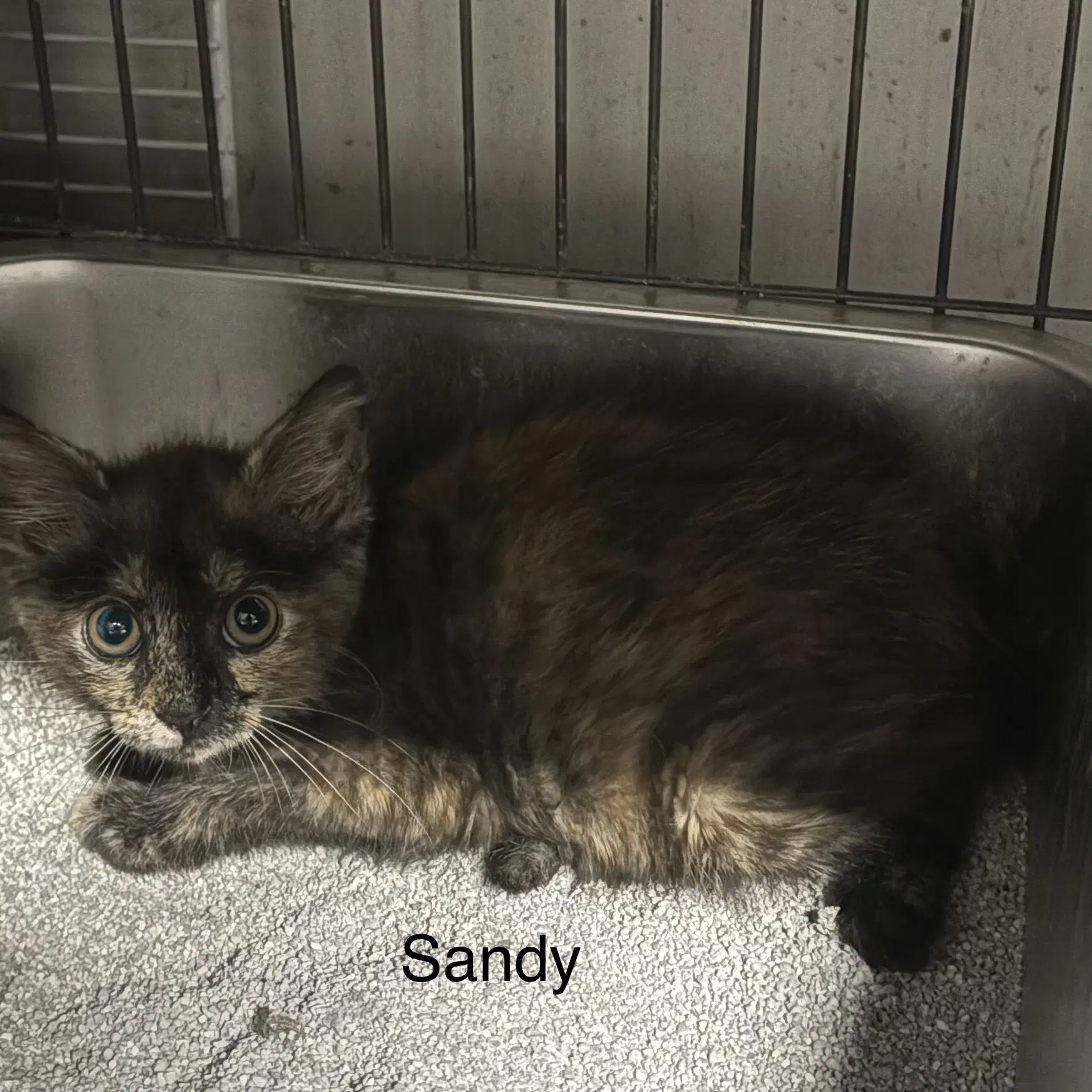 Sandy  Th - Domestic Short Hair