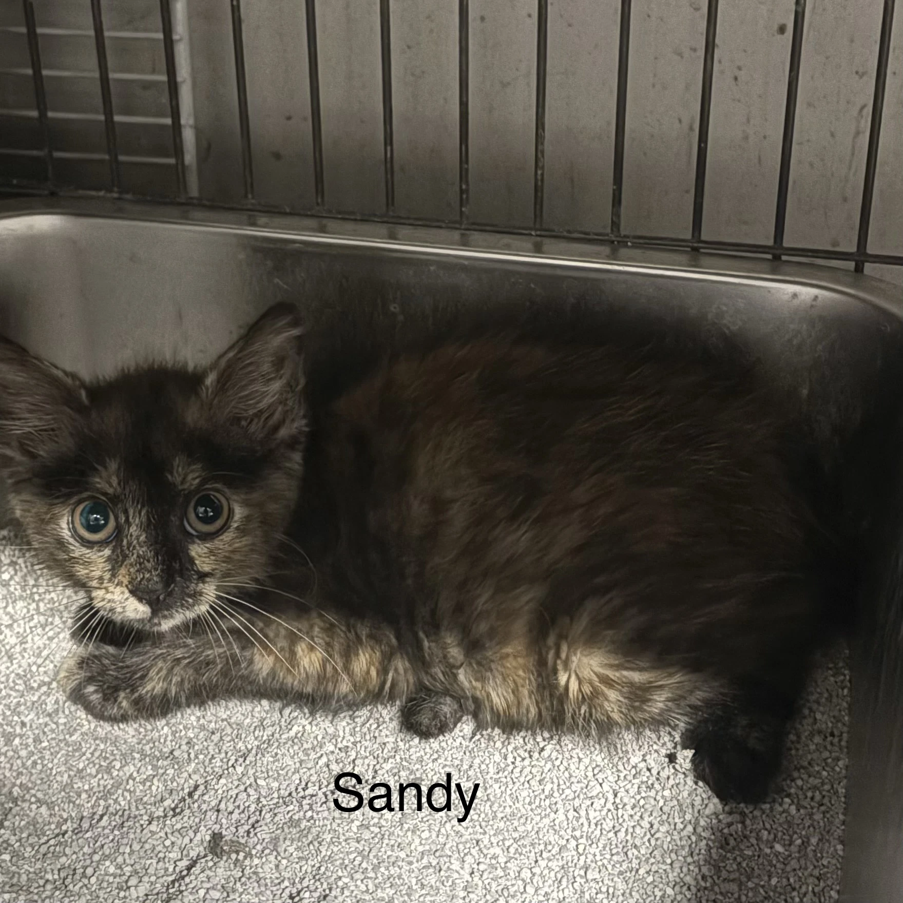 Sandy  Th