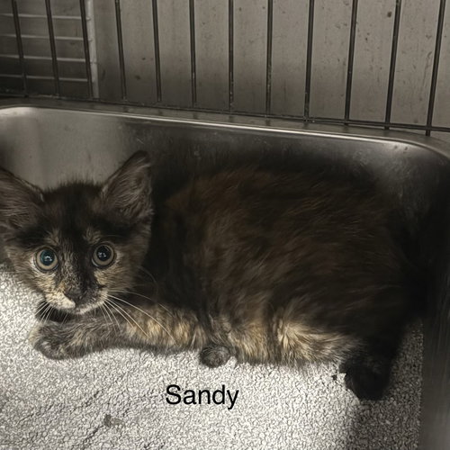 picture of the cat needing adoption