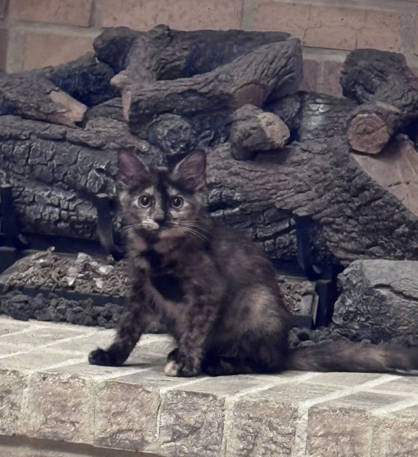 Sandy  Th - Domestic Short Hair