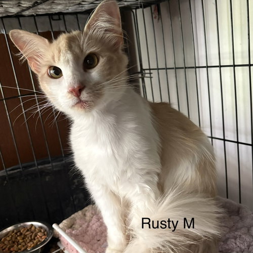 picture of the cat needing adoption