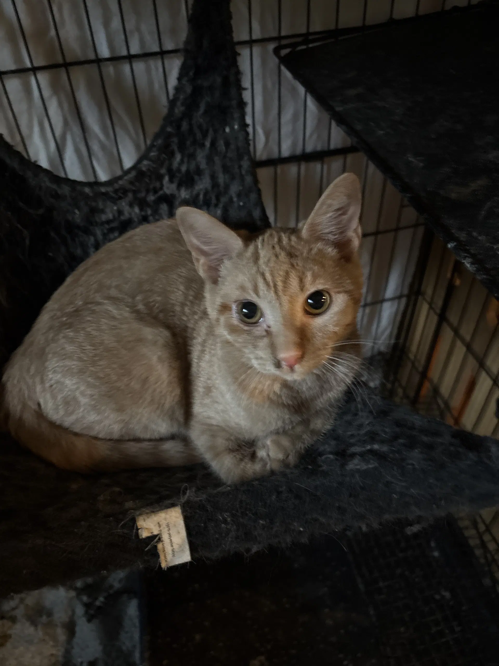 Annie  Th - Domestic Short Hair