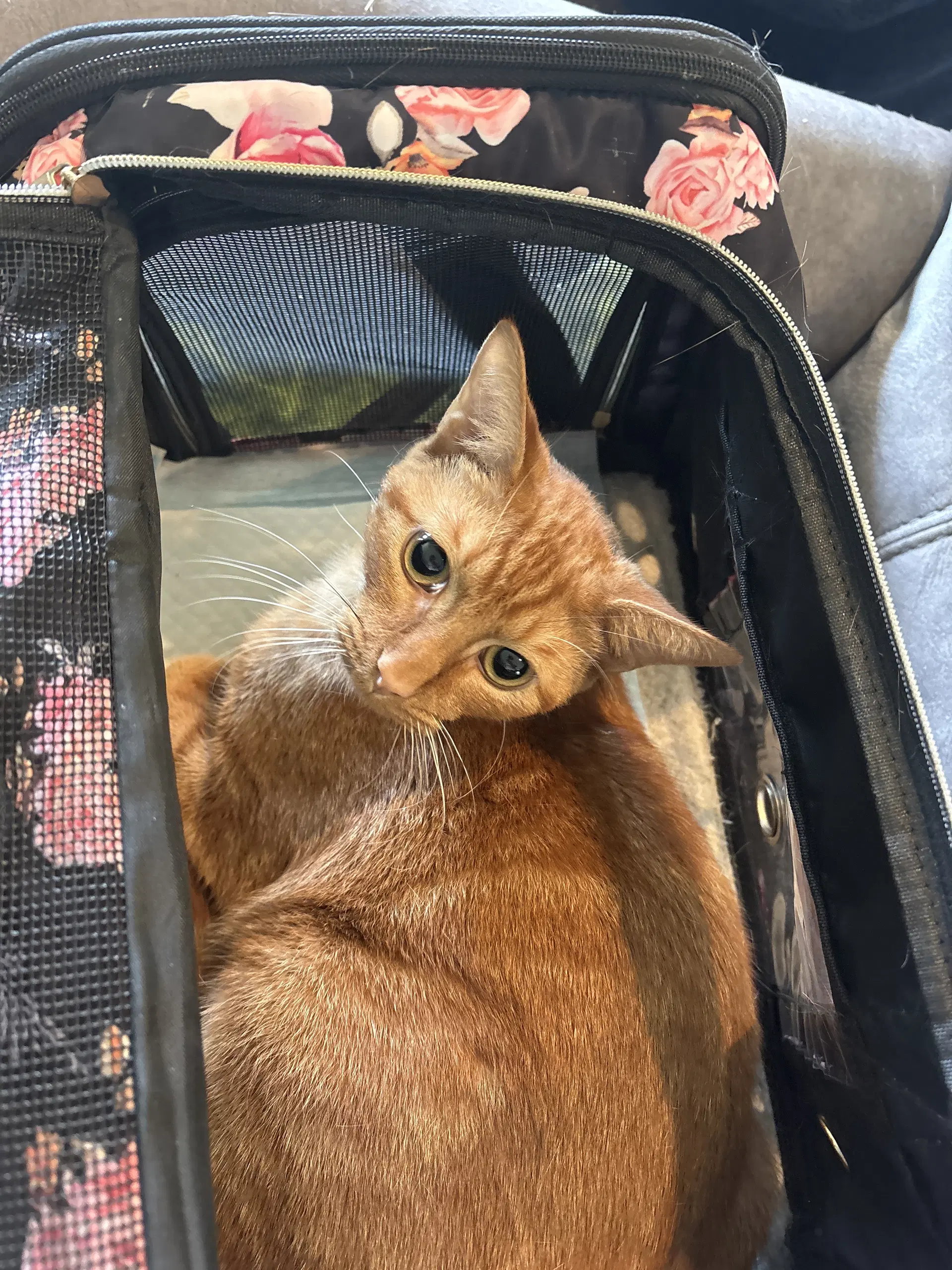 Buddy  Sr - Domestic Short Hair