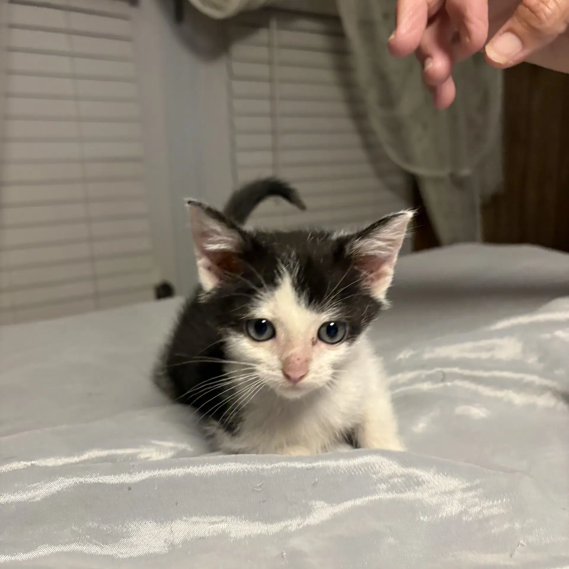 Atticus  Rt - Domestic Short Hair