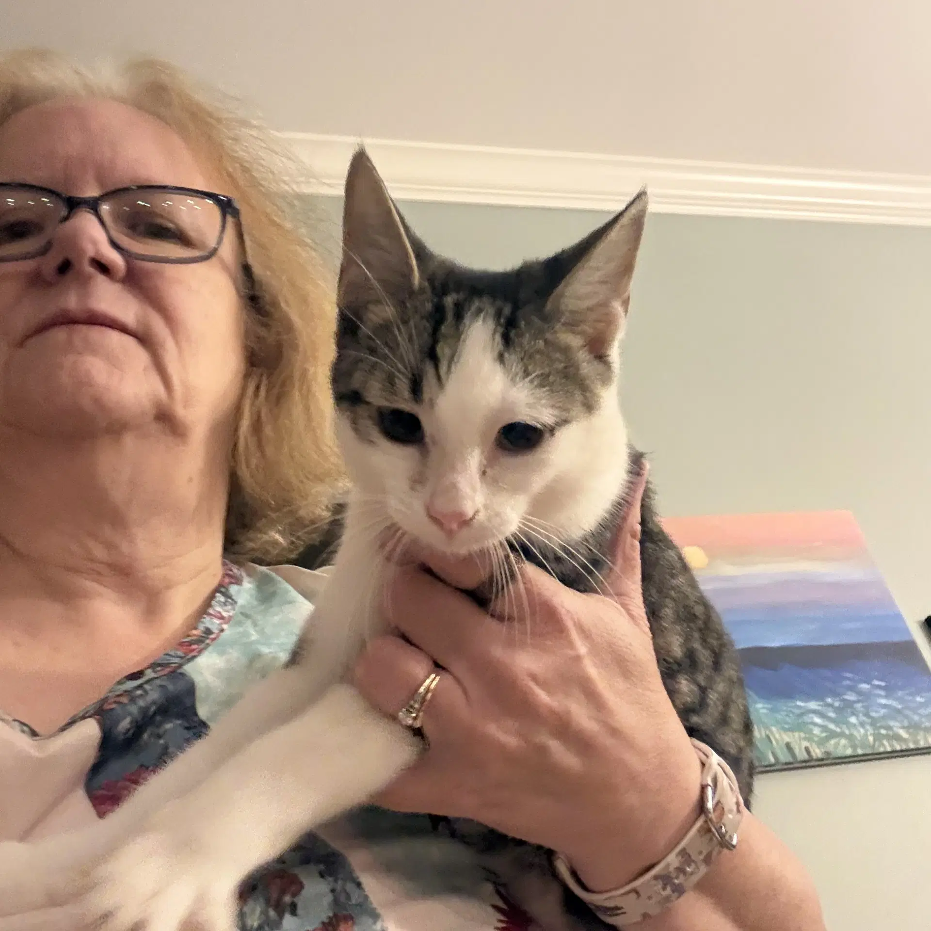 Duncan Th - Domestic Short Hair