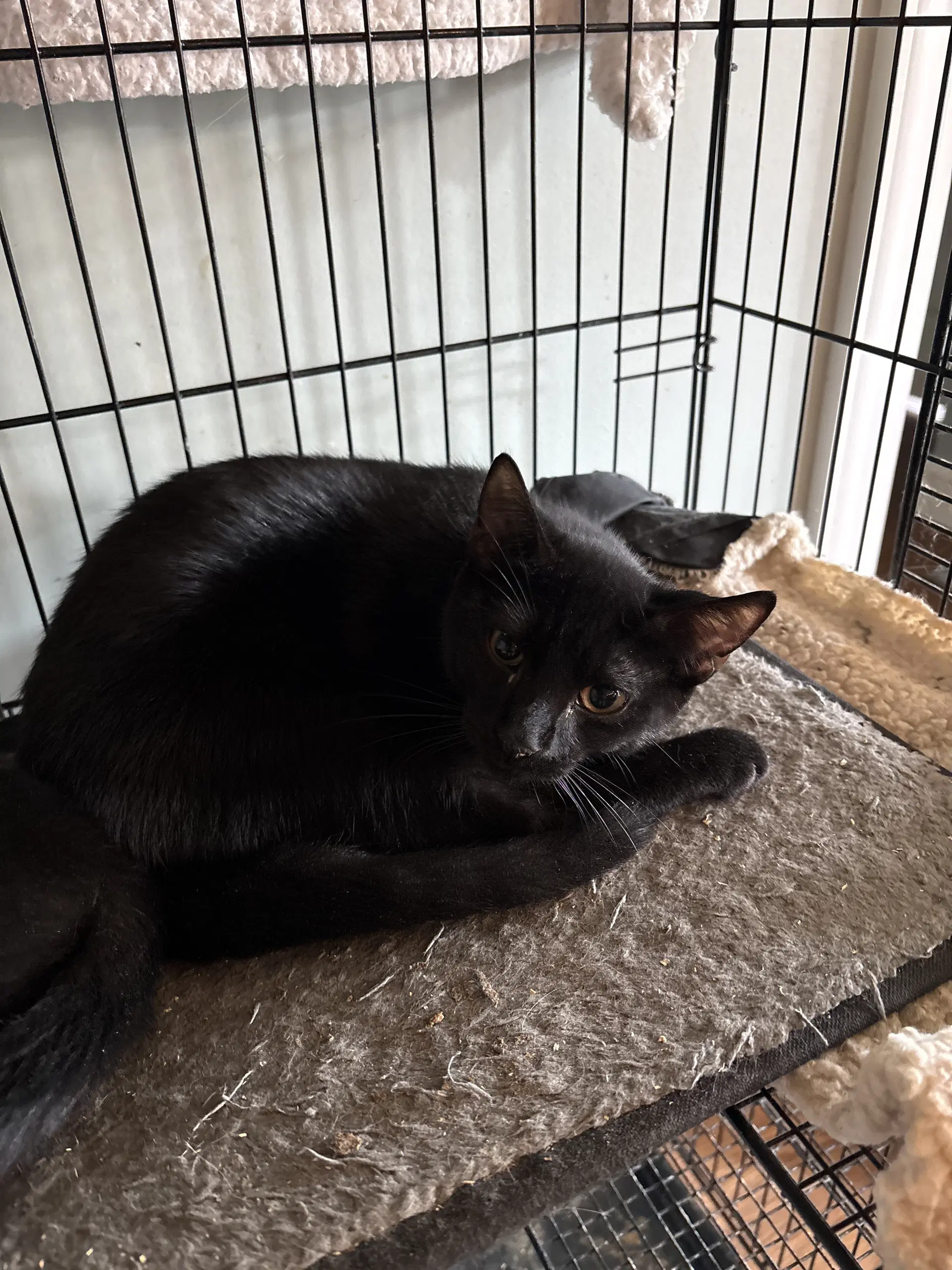 Phantom Nd - Domestic Short Hair