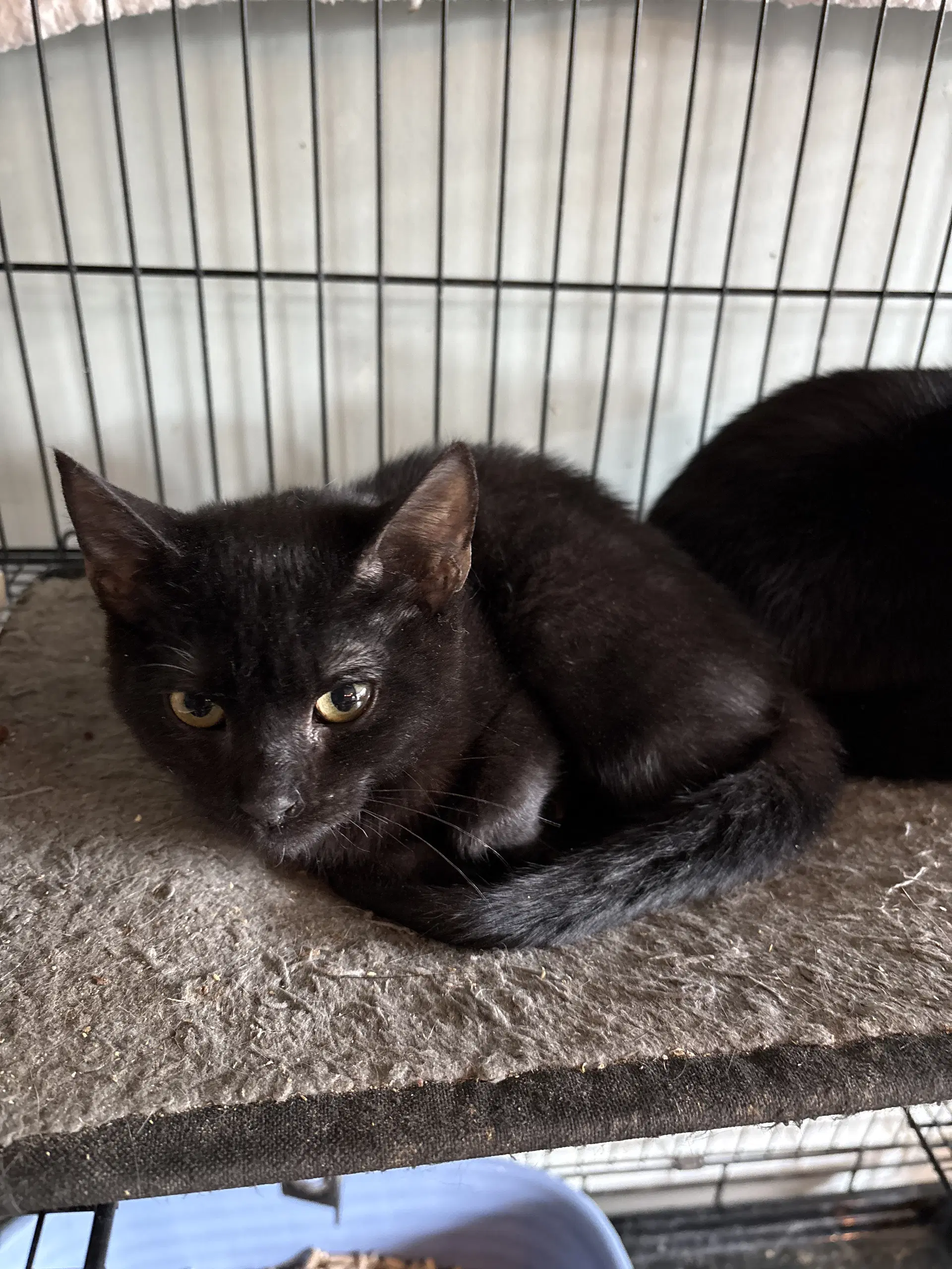 Elvira Nd - Domestic Short Hair