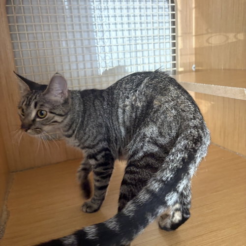 Kitty (bb), a cat for adoption from Last Chance Pet Rescue, Inc