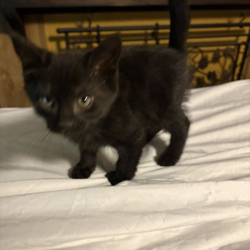 Pudding (rt), a cat for adoption from Last Chance Pet Rescue, Inc