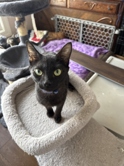 Nike ( th), a cat for adoption from Last Chance Pet Rescue, Inc