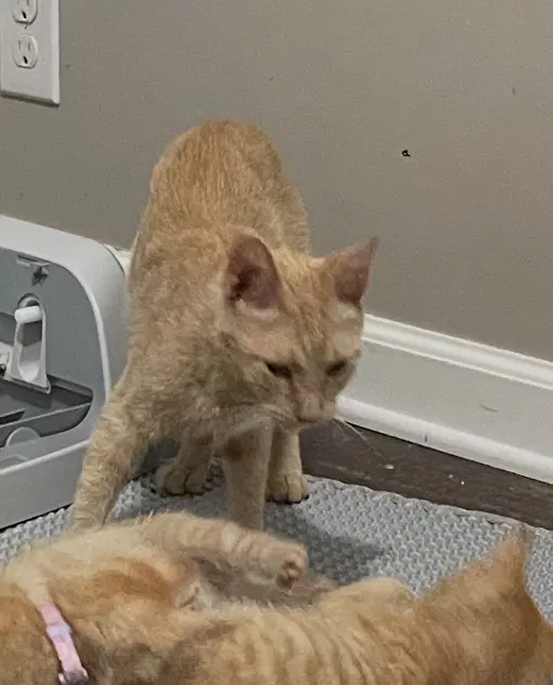 Gingy Sc - Domestic Short Hair