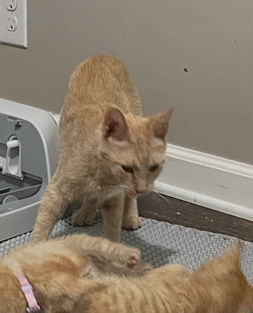 Gingy( (sc), a cat for adoption from Last Chance Pet Rescue, Inc
