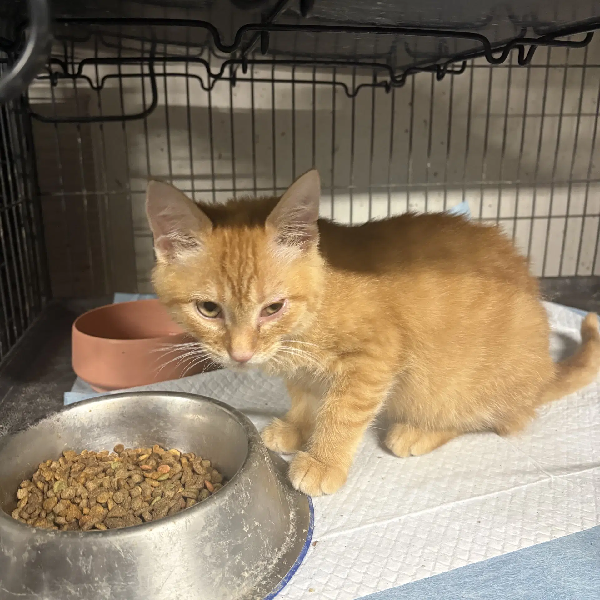 Morris Th - Domestic Short Hair