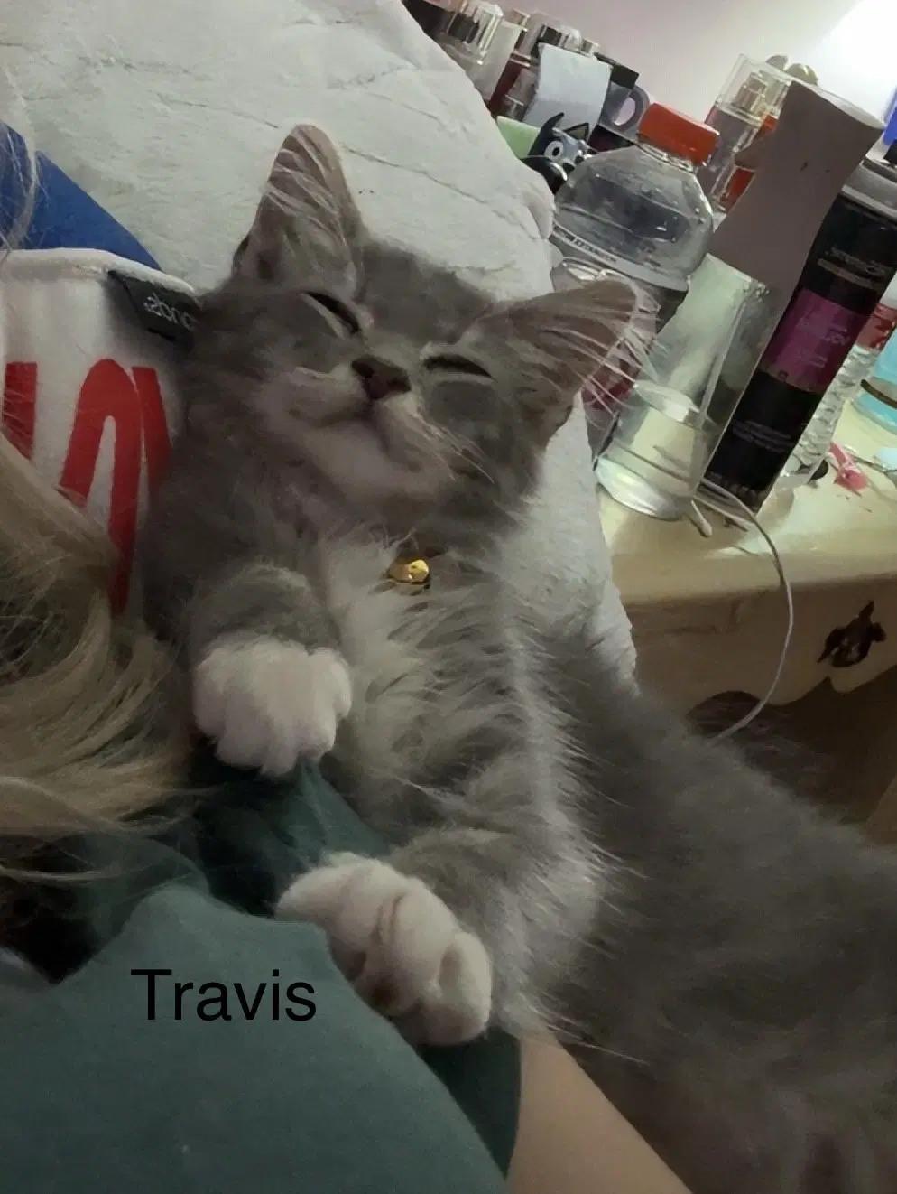 Travis - Domestic Medium Hair