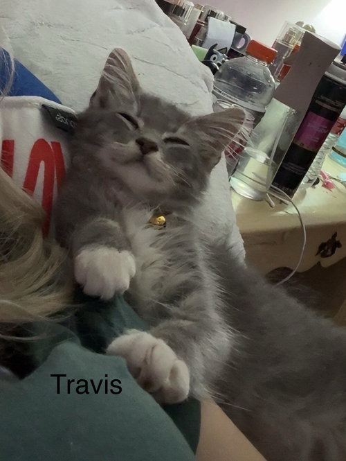 Travis, a cat for adoption from Last Chance Pet Rescue, Inc