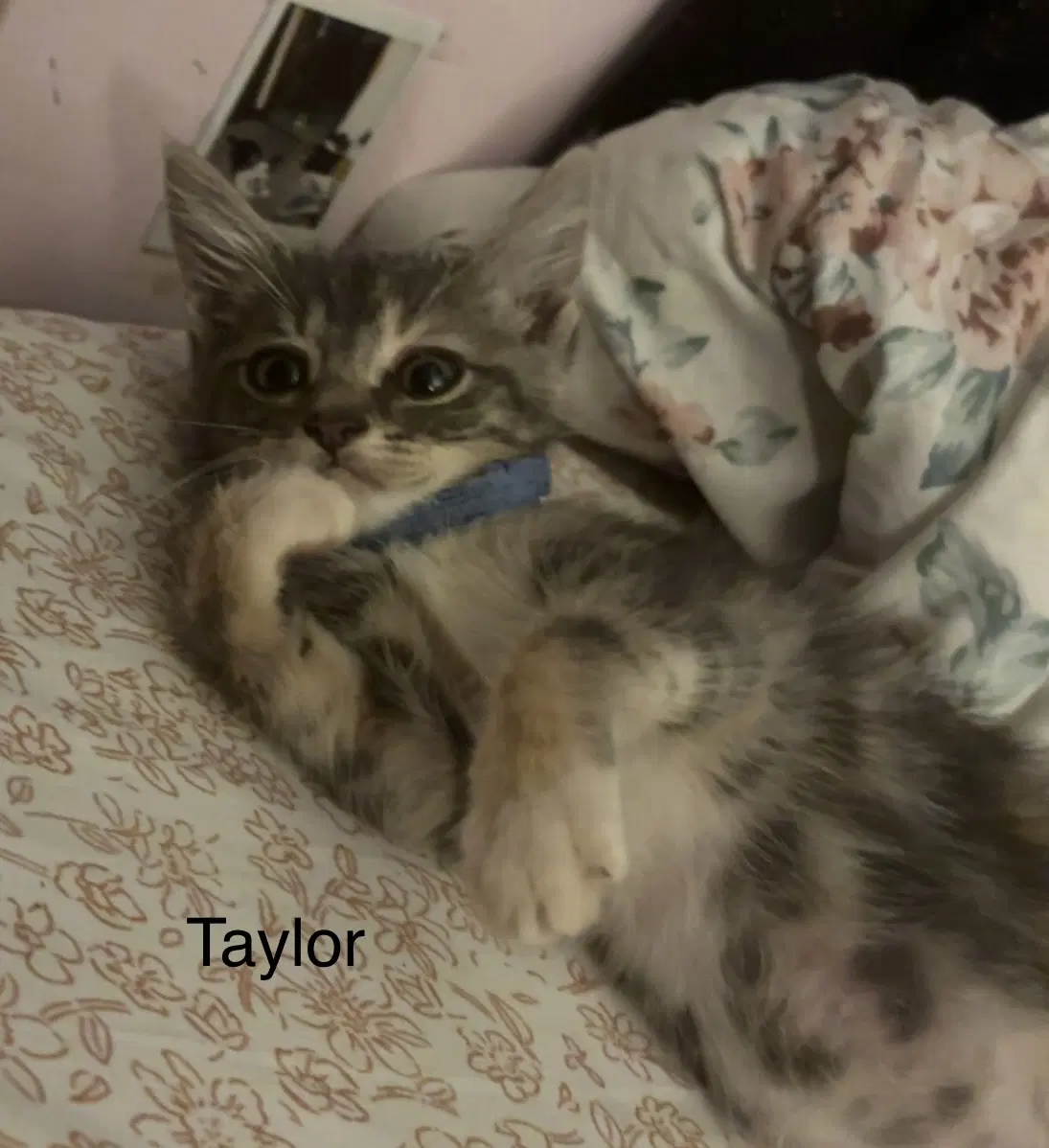 Taylor - Domestic Short Hair
