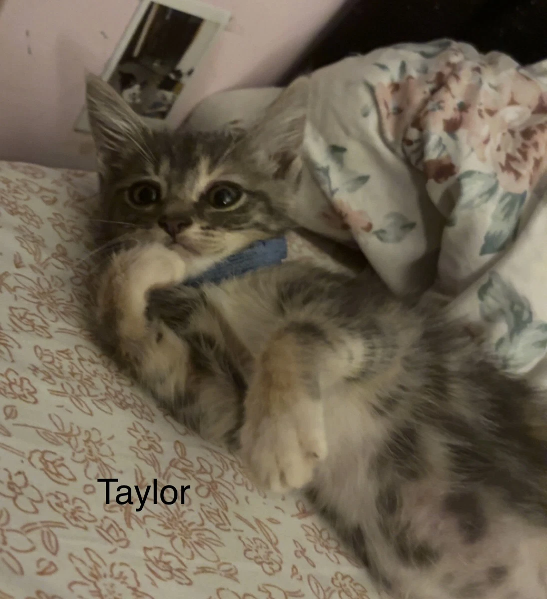 Taylor