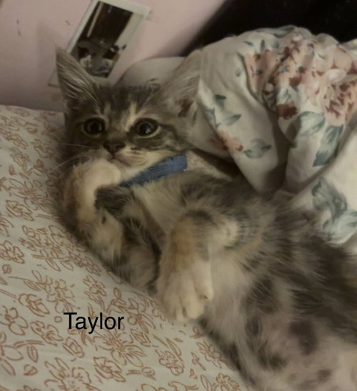 Taylor, a cat for adoption from Last Chance Pet Rescue, Inc