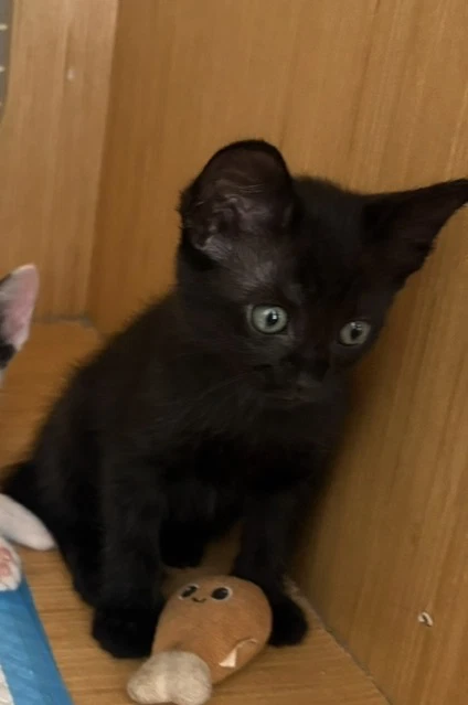 Kitten