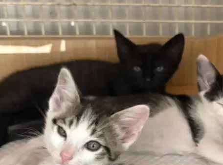 Kitten - Domestic Short Hair