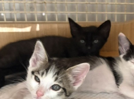 kitten 2, a cat for adoption from Last Chance Pet Rescue, Inc