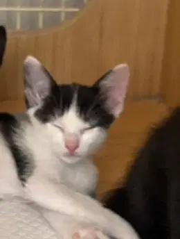 Kitten - Domestic Short Hair