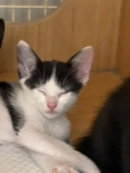 Kitten