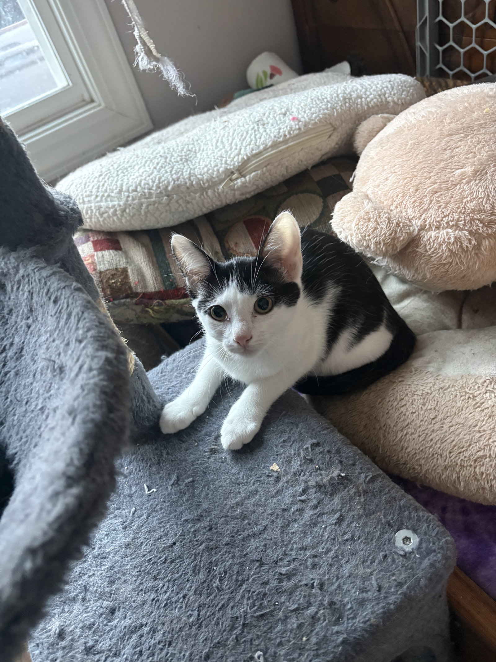 Sugar, photo 2