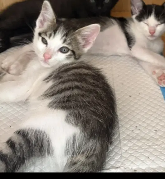 Kitten - Domestic Short Hair