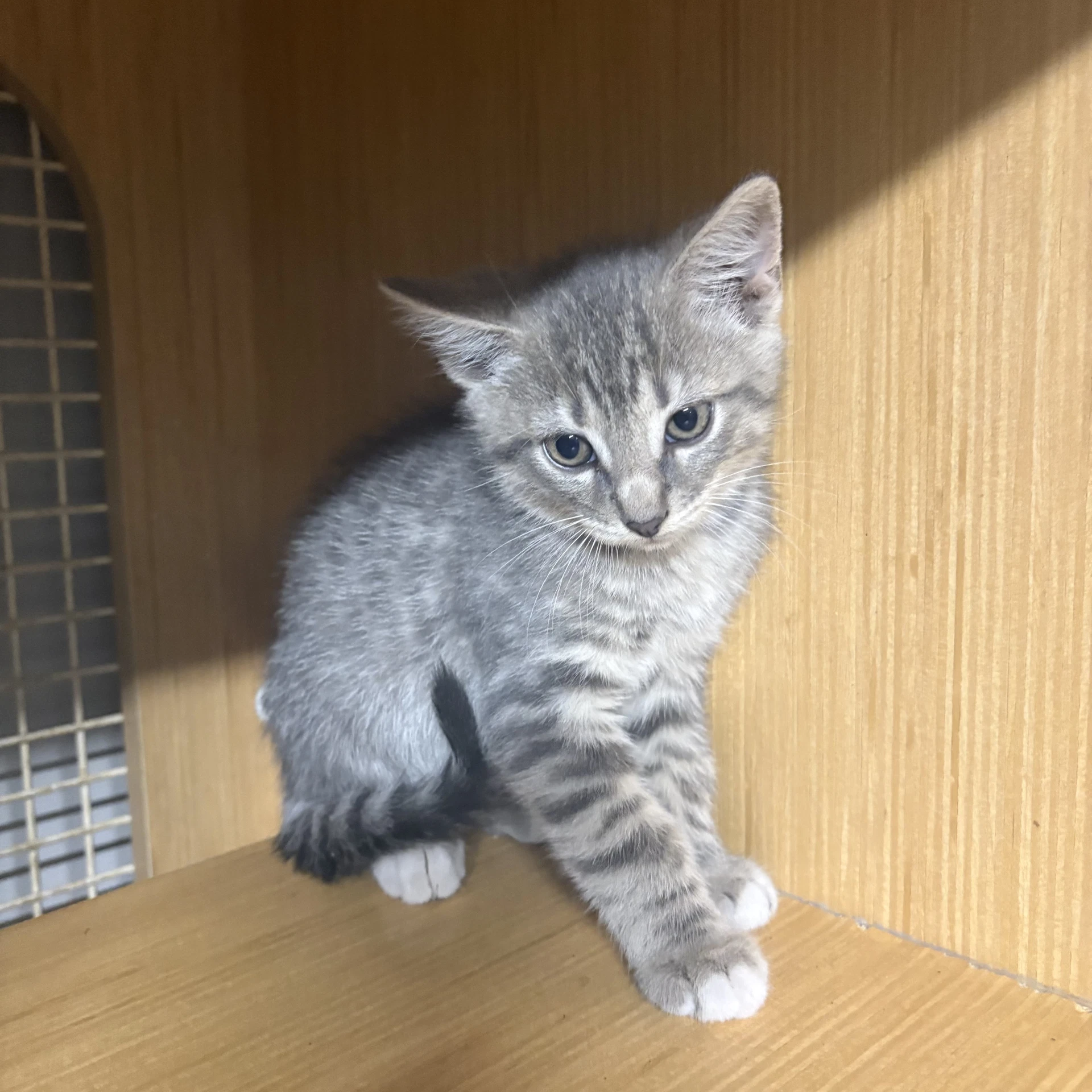 Gray Tabby Kitten