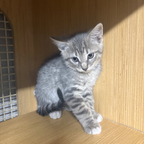 gray tabby kitten, a cat for adoption from Last Chance Pet Rescue, Inc