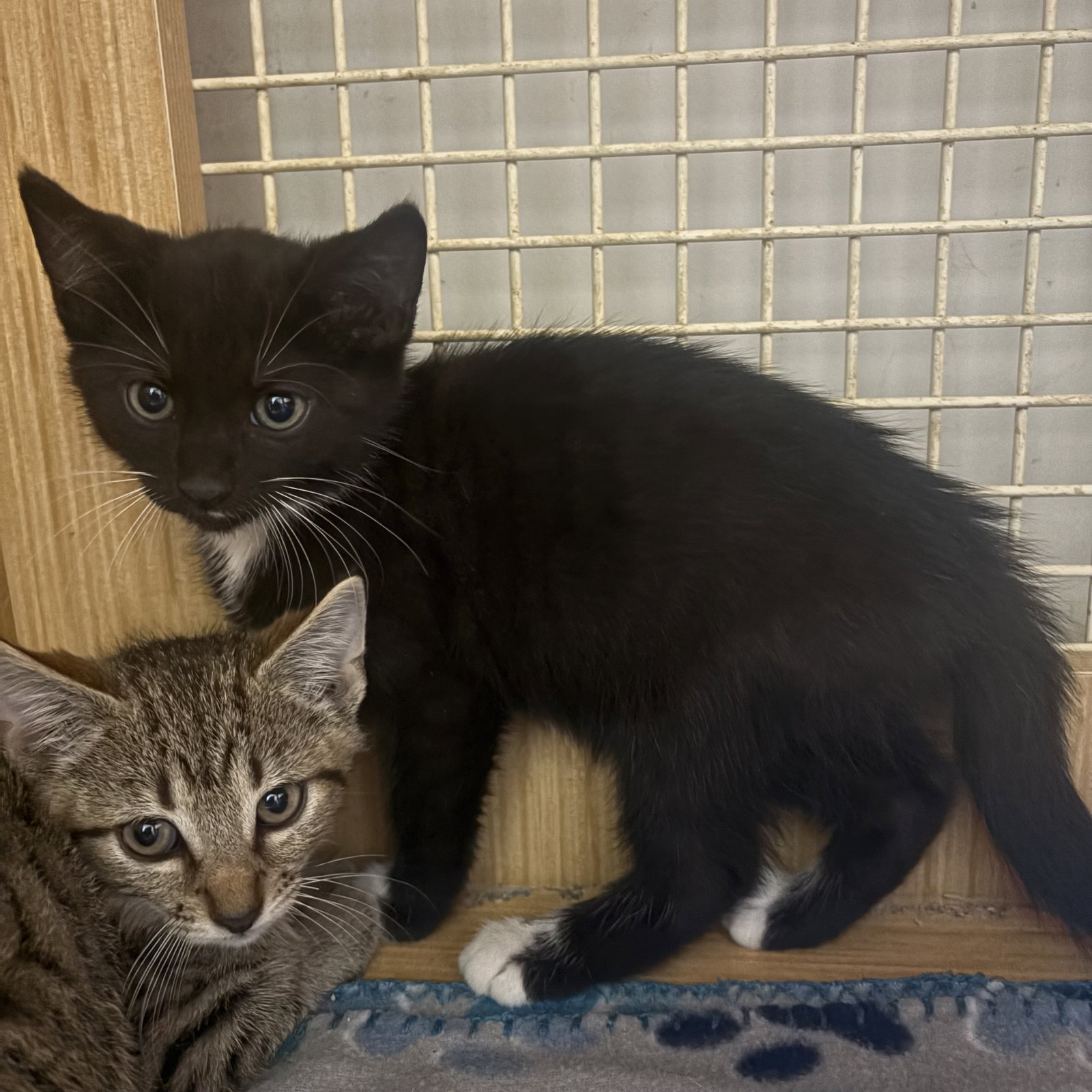 Back & white kitten, Domestic Short Hair
