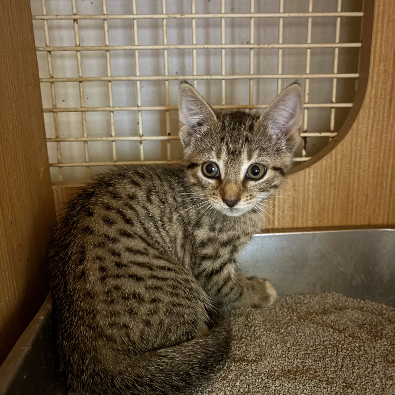 Brown tabby kitten, Domestic Short Hair