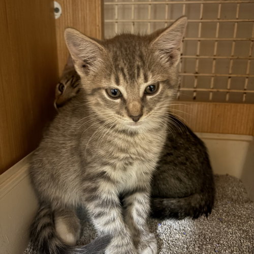 light brown striped tabby kitten, a cat for adoption from Last Chance Pet Rescue, Inc