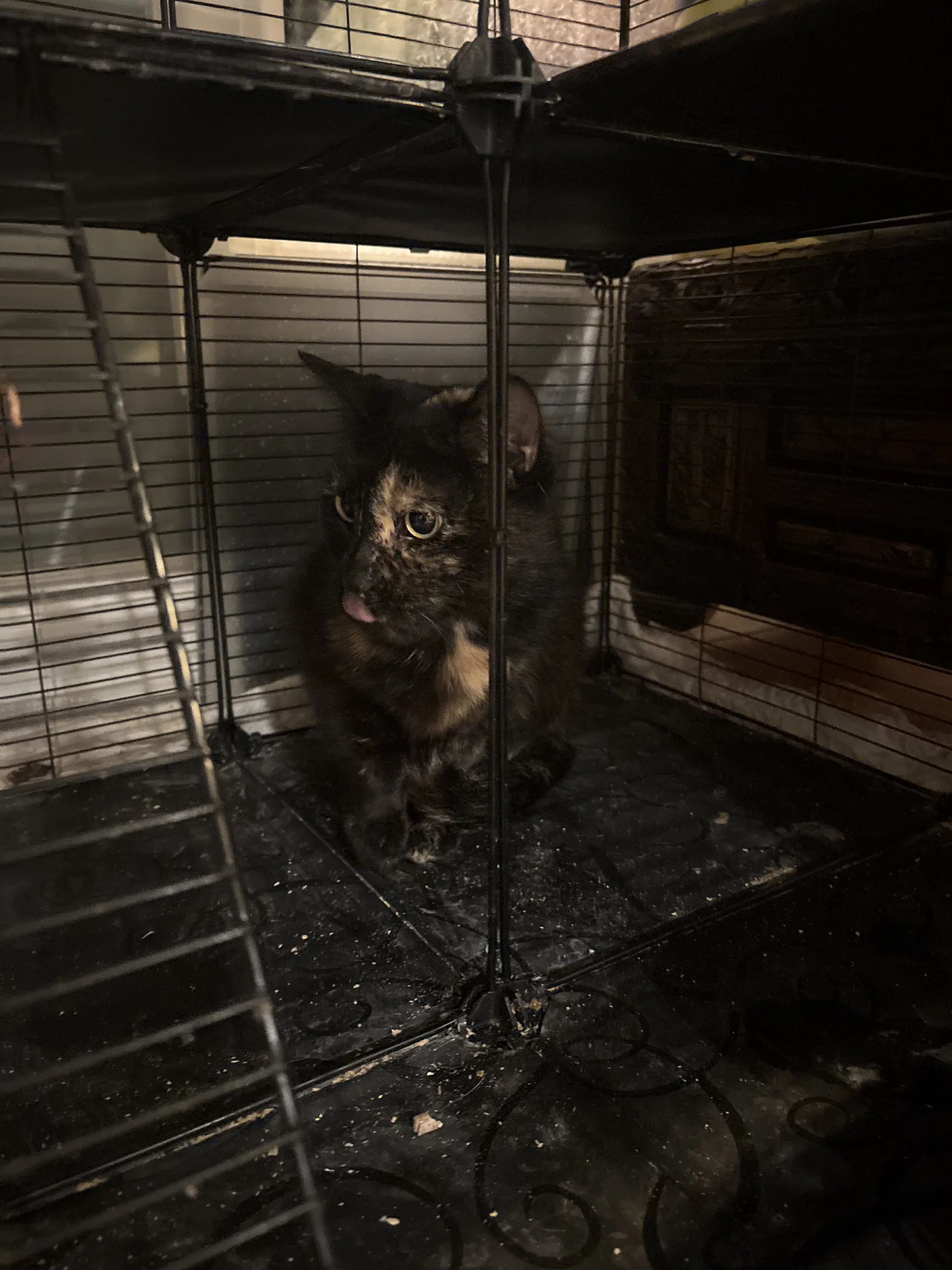 Marcie M - Tortoiseshell