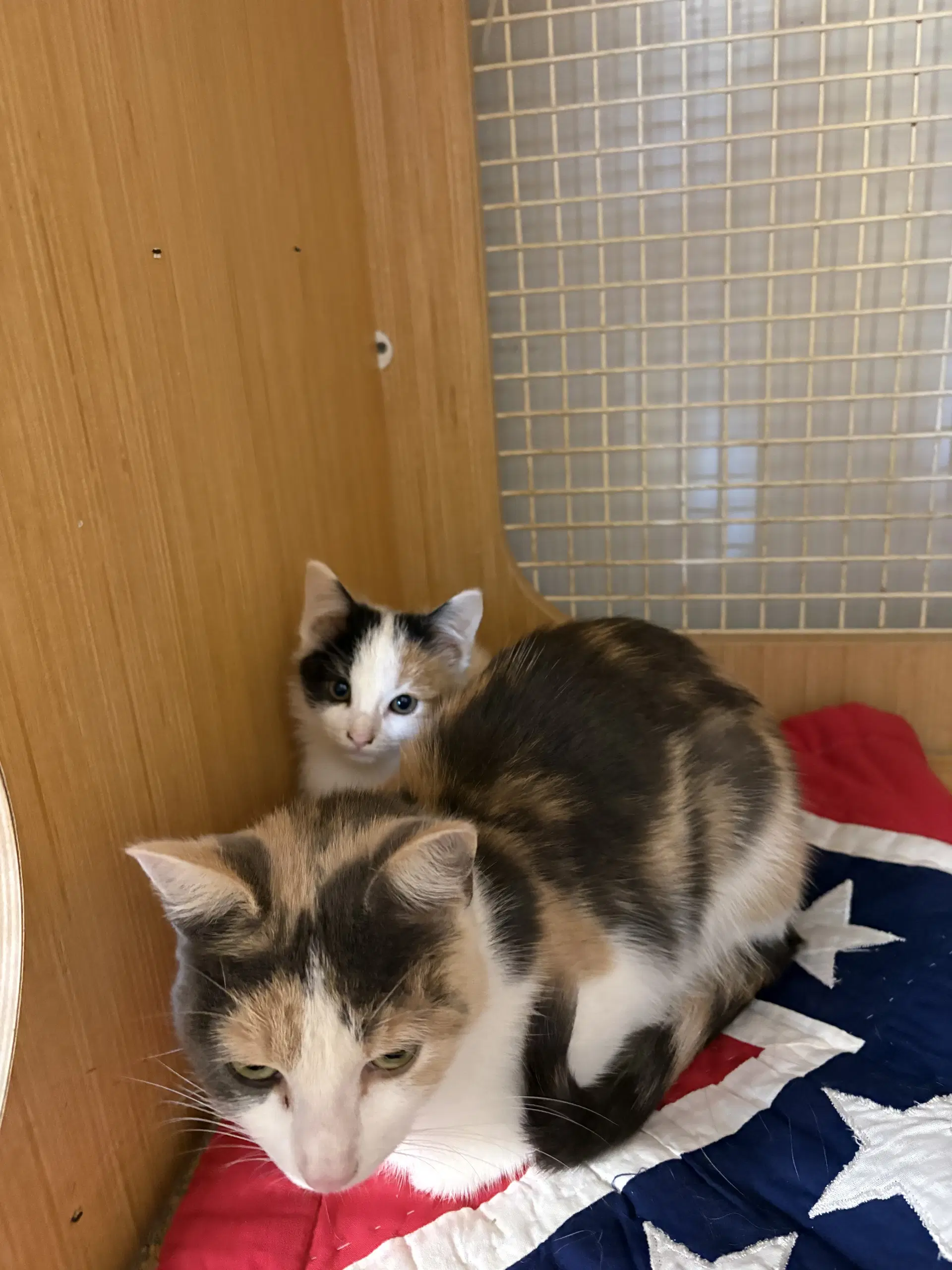 Pebbles  Th - Calico