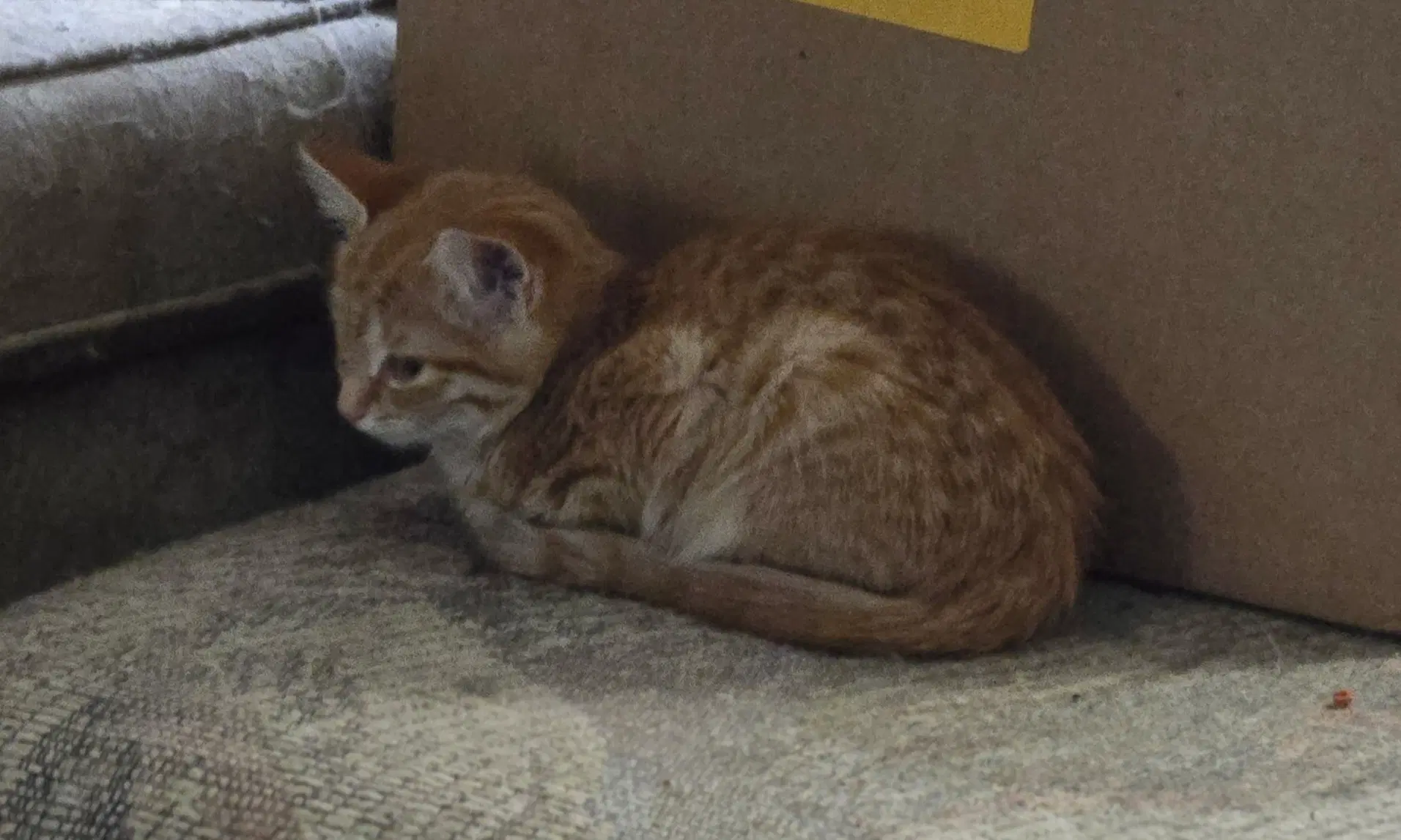 Pumkin Th - Domestic Short Hair