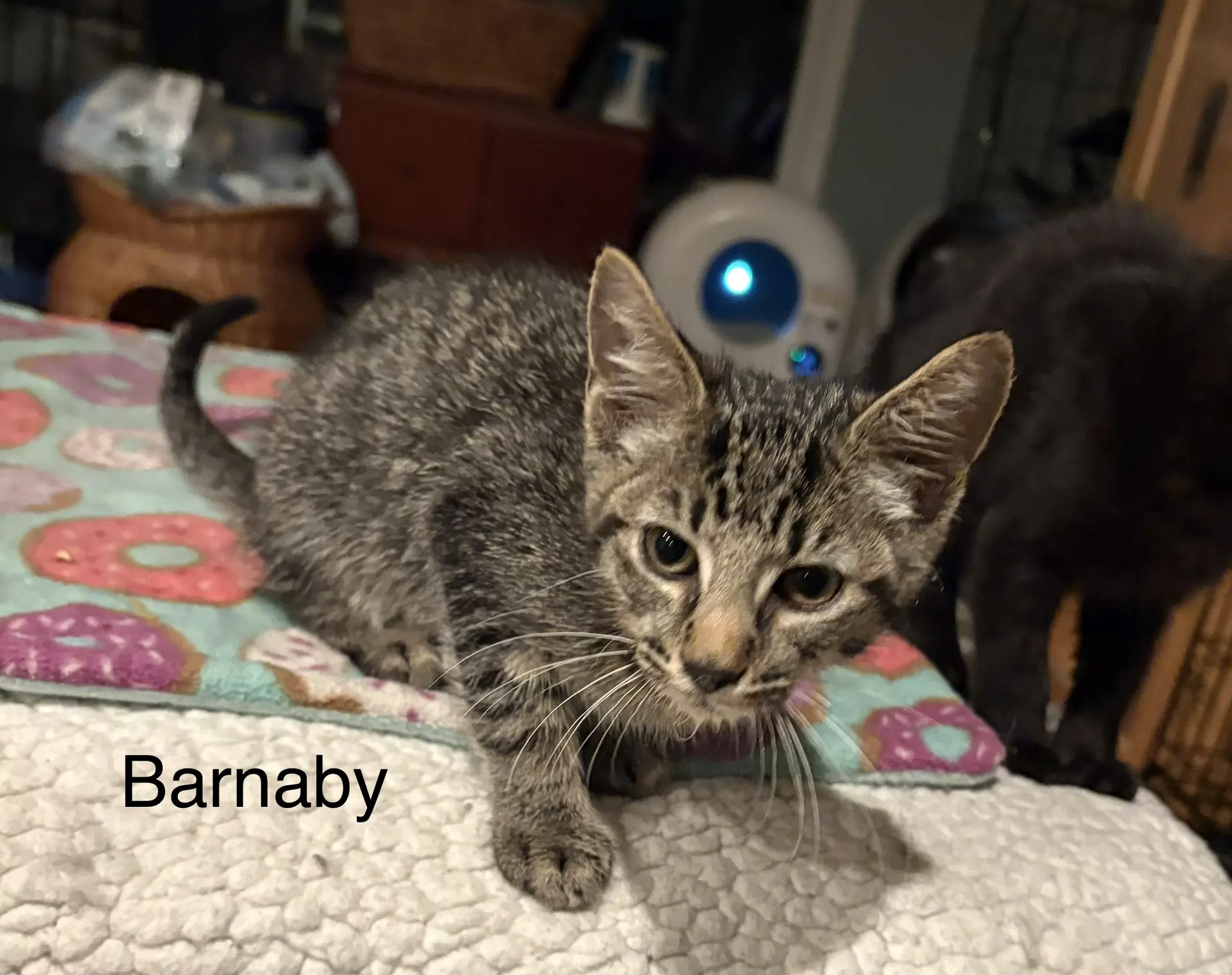 Barnaby  Th image 2